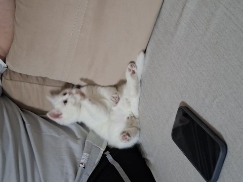 Tatlı casper kedimiz