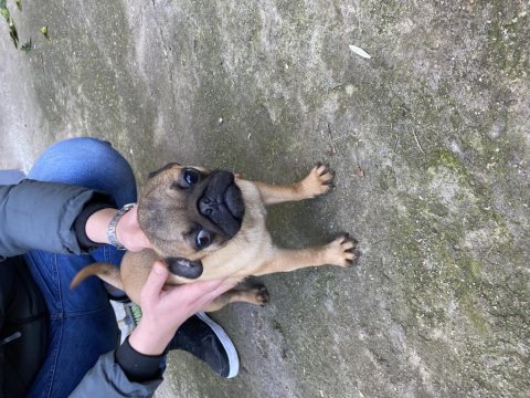 A kalite sıfır burun gül kuyruk yellow pug mops 6 aylık