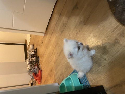 1.5 aylık pomeranian yavruları