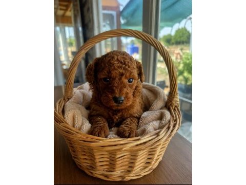 Dünya tatlısı şeker köpekler