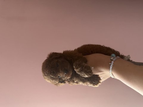 Kore toy poodle dark red brown