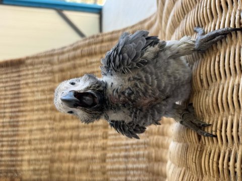 Bebek papağan jako yok böyle güzellik
