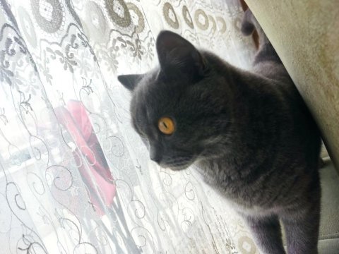 Erkek british shorthair