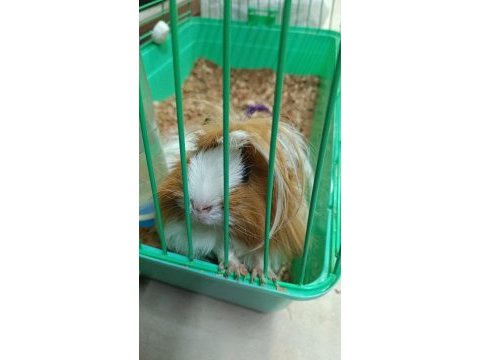 Yetişkin dişi guinea pig