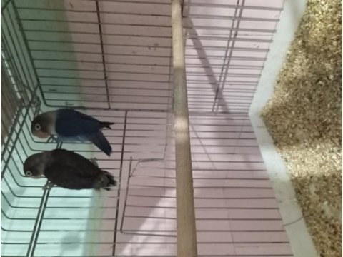 Daha önce yavru alınmış cennet papağanı takımlar