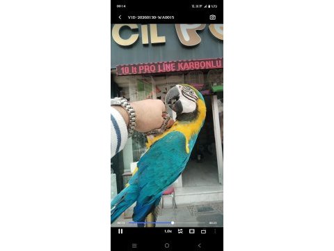 Macaw sarı lacivert 1 yaşında