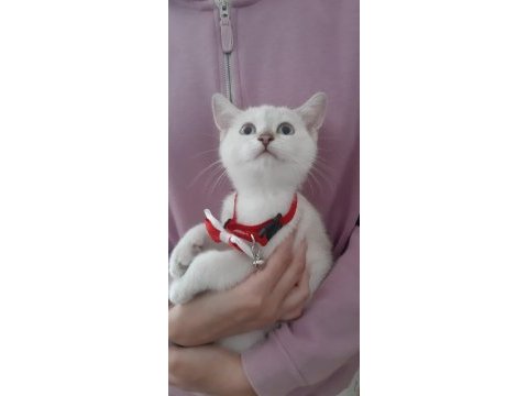 British shorthair evcilmen yavrumuz