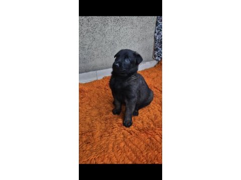 Orjinal belçika kurdu malinois yavrular