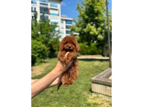 Orjinal red toy poodle yavrularımız
