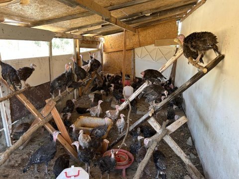 Hindiler veba ve çiçek aşıları yapıldı