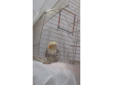 Evcil 1,5 yaşında sultan papağanı