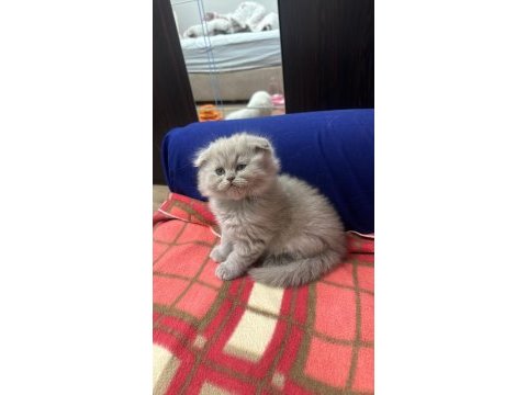 2 aylık scottish ve lılac kedimiz