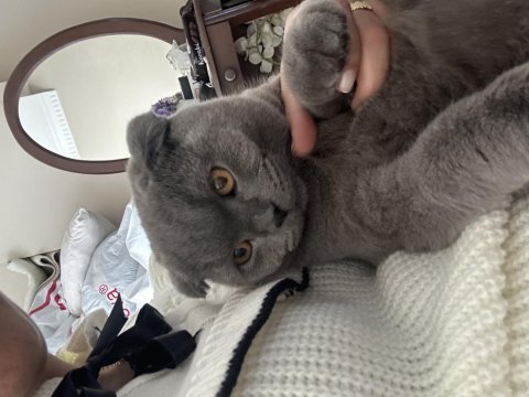 Ücretsiz gri scottish fold