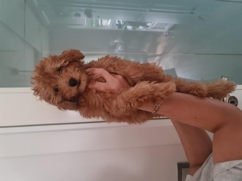 Yakışıklı bal poodle