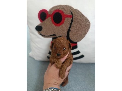 Poodle dünyası