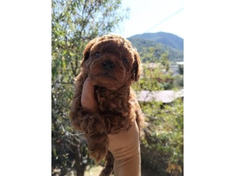 Özel red brown mini toy poodle yavruları