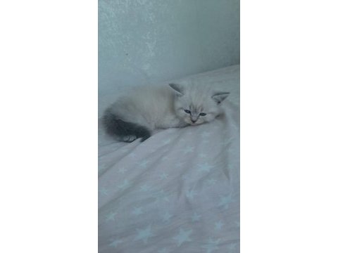 Safkan blue point british shorthair bebekler