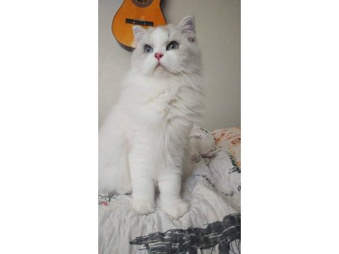 Show kalite longhair silver point british