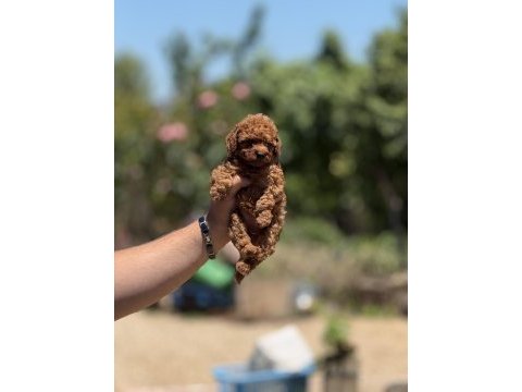 En küçük boy teacup poodle bebekler 