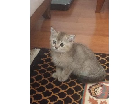 Golden ny 12 british shorthair