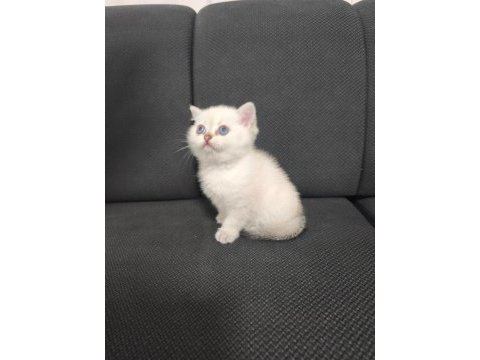 2.5 aylık dişi british shorthair