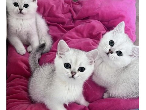 Mini patiler güvencesiyle british shorthair yavru