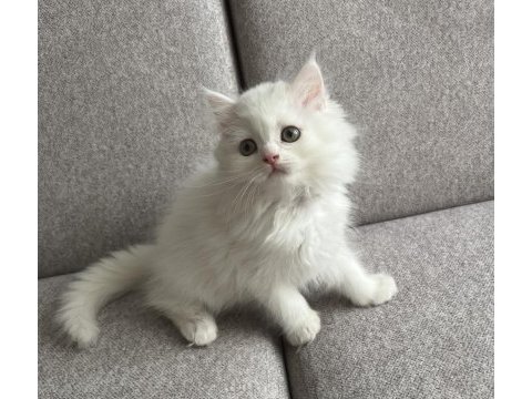 Kar beyazı british longhair yavrum