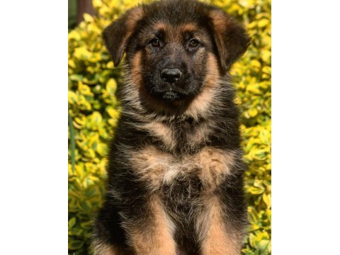 Alman çoban köpeği yavruları