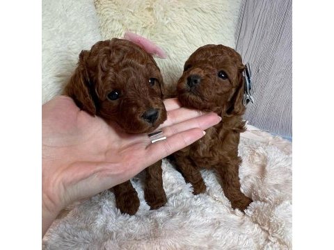 Toy poodle yavruları