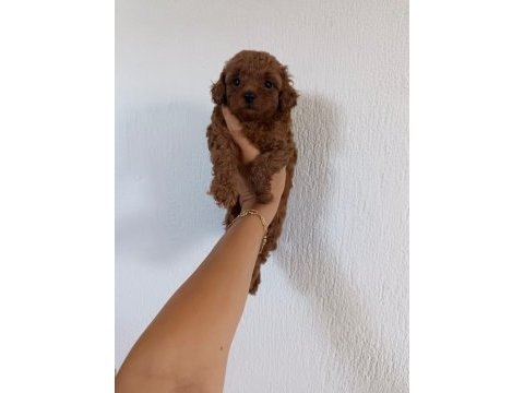 Üst kalite toy poodle bebeklerimiz
