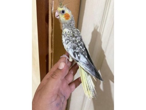 44 günlük kusursuz sulyan papağanı bebek