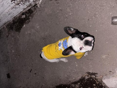 Erkek french bulldog köpeğime eş arıyorum