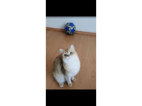 British shorthair ny11 golden