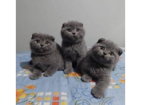 Elit patiler farkıyla scottish fold yavrular