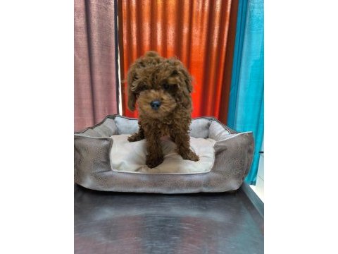 Irk garantili elden teslim toy poodle bebekler