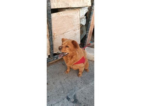 Çok akıllı ve evcil çin aslanı