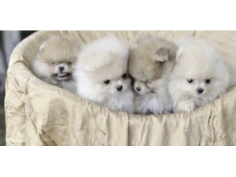 Pomeranian boo yavrusu