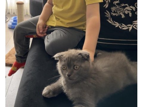 2 buçuk aylık scottish fold