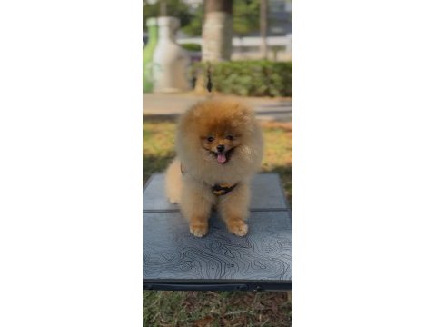 5 aylık erkek üst kalite orjinal pomeranian boo