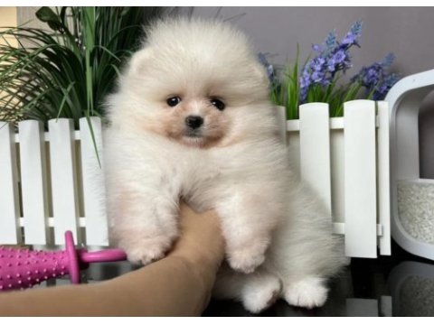 Pomeranian boo @ppuppypawbodrum