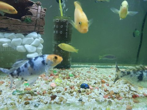 Koi japon 14 15 cm