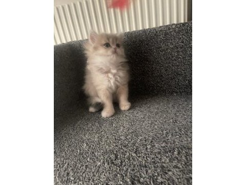 British longhair yavru kedimiz