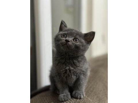 British shorthair 3 aylık