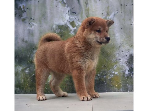 Shiba inu yavrular