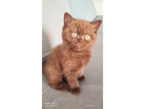 Cinnemon safkan british shorthair