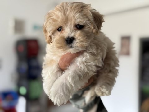 Ankaranın en seçkin tea cup kore maltipoo yavruları