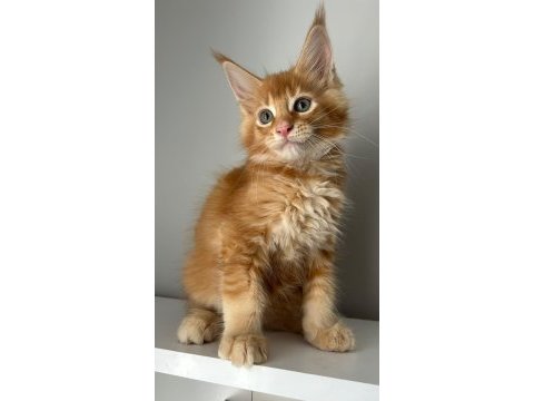 Turuncu erkek minik dev maine coon