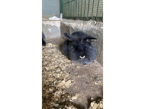 Akkuş üretim çiftliğinden lop ve cüce tavşanlar