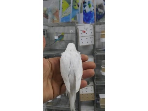 Yeni yeme düşmüş muhabbet kuşu yavrular