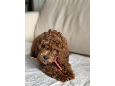 Muhteşem poodle